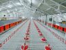 Complete Controlled Poultry Farm Equipment For Chicken House