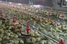 Complete Controlled Poultry Farm Equipment For Chicken House